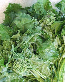 Brassica rapa